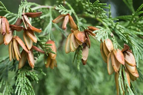 Closeup Shot Of The Seeds On A White Cedar Tree Stock Photo Image Of