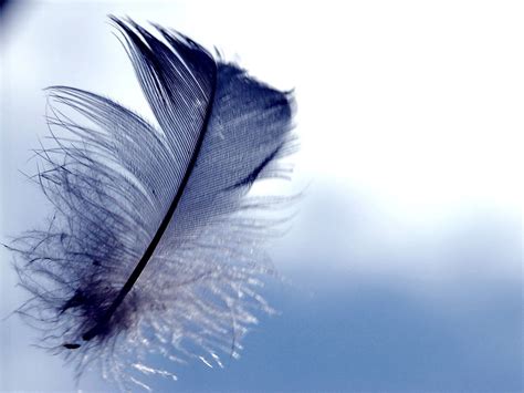 Feather Pen Hd Artist 4k Wallpapers Images Backgrounds Photos And