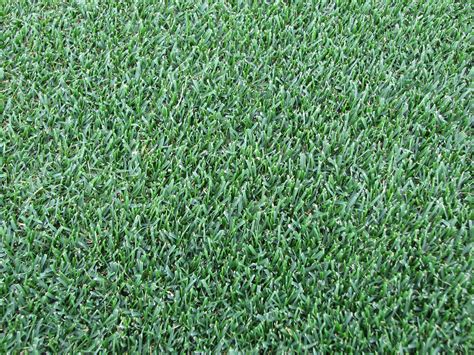 The 6 Best Types Of Grass To Plant In Your Cincinnati Lawn Lawnstarter