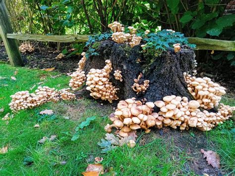 Loads Of These Mushrooms Appeared Overnight On An Oak Tree Stump
