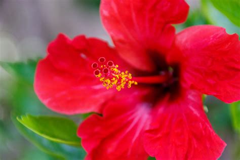 Red Hibiscus Flower Free Stock Photo Public Domain Pictures