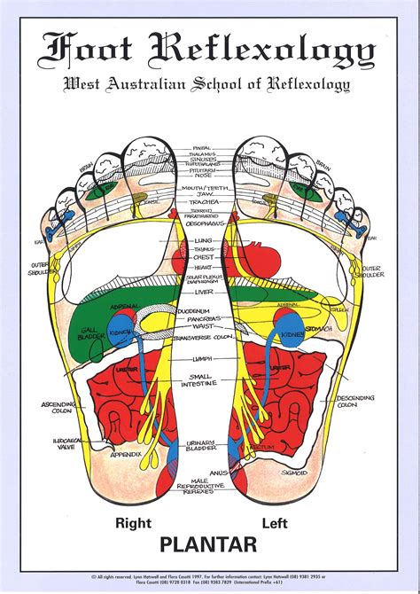 Free Reflexology Foot Chart Lovely Printable Foot Reflexology Charts My Xxx Hot Girl
