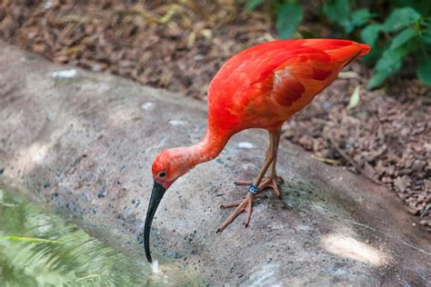 Visit Scarlet Ibis A Zoo With Scarlet Ibis Paignton Zoo