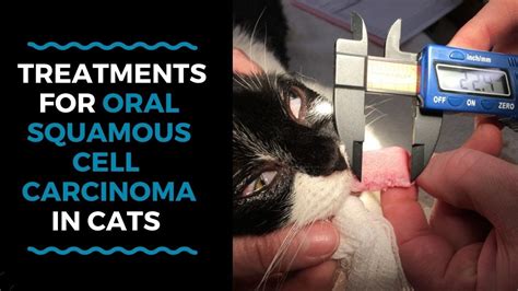 Cancer Treatments For Oral Cancer In Cats And What Happens If Treatment