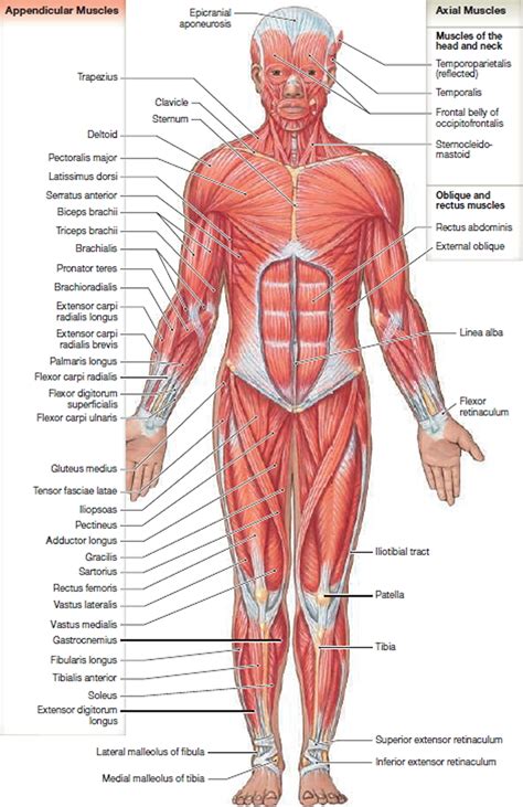 Many conditions and injuries can affect the back. Muscle Anatomy - Skeletal Muscles - Groin Muscles - Calf ...