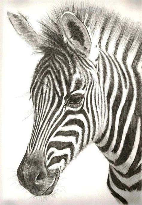 85 Simple And Easy Pencil Drawings Of Animals For Every Beginner Page