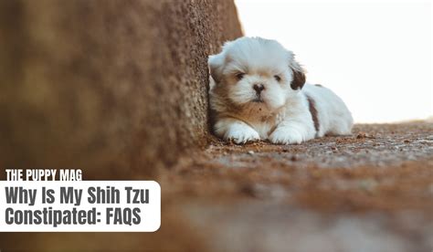 Shih Tzu Constipation 7 Causes And Vet Approved Fixes