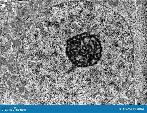 Nucleus Micrograph