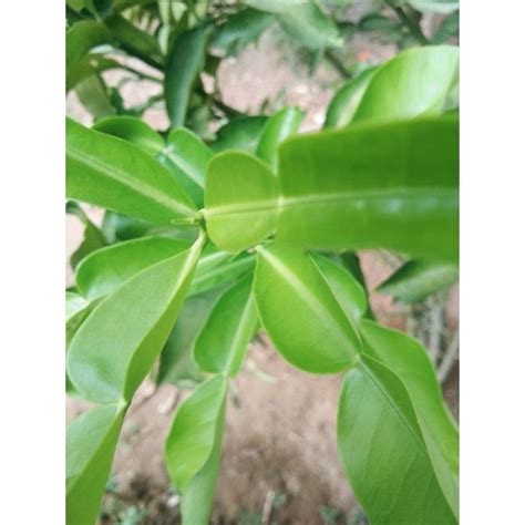 Suha Or Pomelo Fresh Leaves 100pcs Shopee Philippines