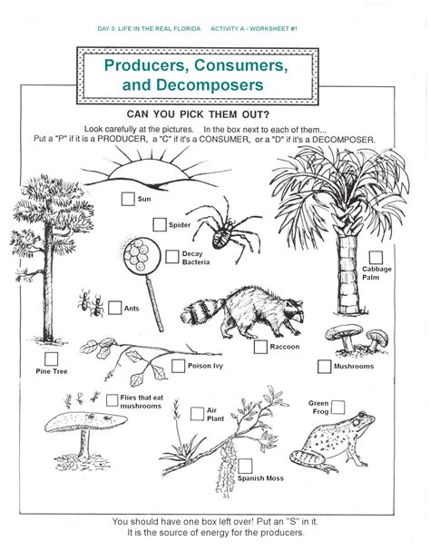 Ecosystem Activities For 5th Grade