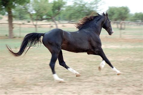 Stallion Stallion Gajraj Pretty Horses Horse Love Beautiful