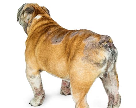 Pictures Of 21 Common Dog Skin Problems With Vet Advice 2023