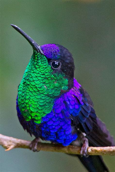 17 Incredible Purple Birds Of The World Animal Photography Wildlife