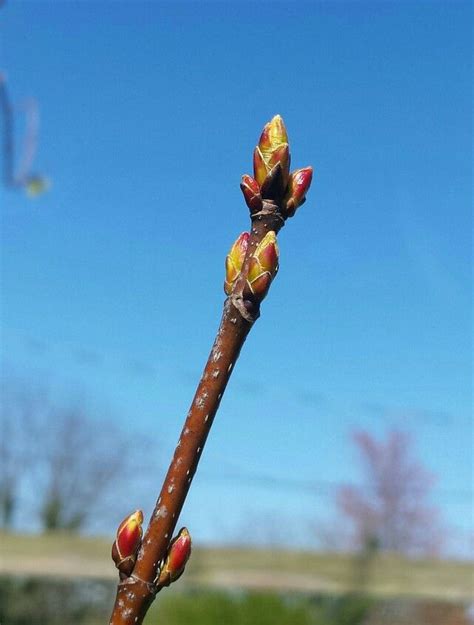 Maple Tree Leaf Buds Tree Buds Maple Tree Classroom Tree