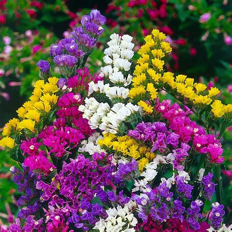 190 Seeds Statice Everlasting Flower Mix Easy To Grow Ieb2