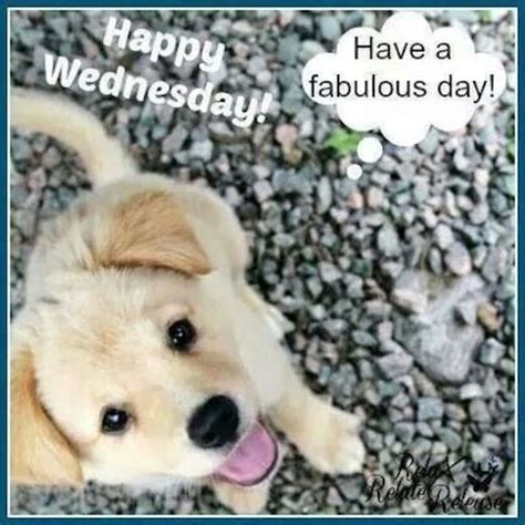 12 Best Happy Wednesday Quotes Dog Memes Cute Puppy Meme Happy