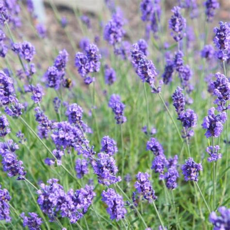 Lavendel Melissa Lilac Expertenwissen F R Garten Balkon