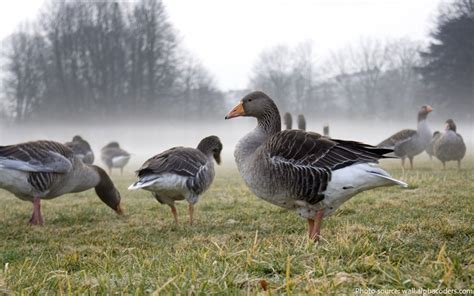 Interesting Facts About Geese Just Fun Facts
