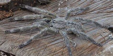 The Worlds Biggest Spiders 11 Giant Spider Species⚠️