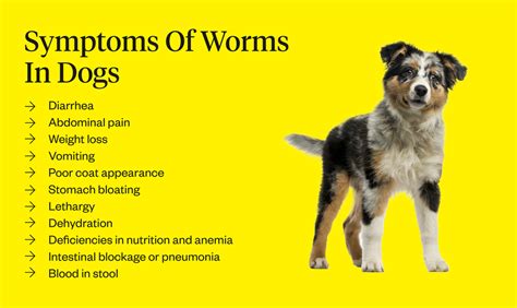 Tapeworm In Dogs Symptoms Causes Treatments Ubicaciondepersonas