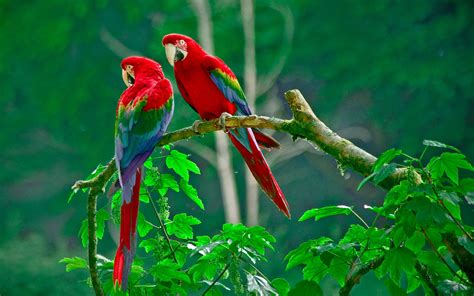 846631 4k Birds Parrots White Background Rare Gallery Hd Wallpapers