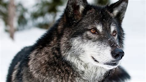 2560x1440 Wolf Predator Face 1440p Resolution Wallpaper Hd Animals