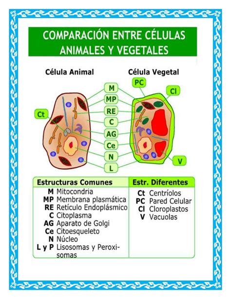 Cuadros Comparativos Entre Célula Animal Y Vegetal Para Descargar E