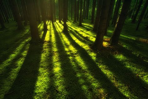 Forest Trees Sunbeam Hd Nature 4k Wallpapers Images Backgrounds