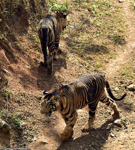 Ultra Rare Black Tigers Are Captured On Camera In India