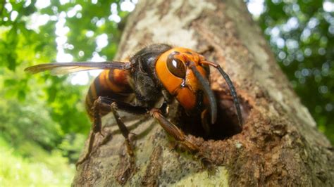 Sex Traps Might Finally Help Us Eradicate Murder Hornets