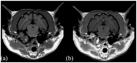 Otitis Media And Interna With Or Without Polyps In Cats Association
