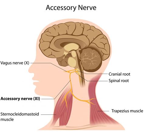 what are the nerves in the neck with pictures