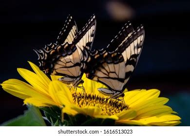 Two Eastern Tiger Swallowtails Pollinating Same Stock Photo