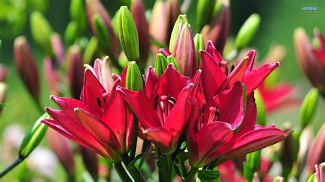 Colorful Lilies Wallpaper Nature And Landscape Wallpaper Better