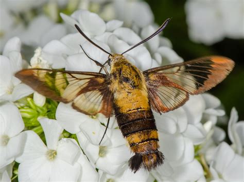 Snowberry Clearwing Moth Identification Life Cycle Facts And Pictures