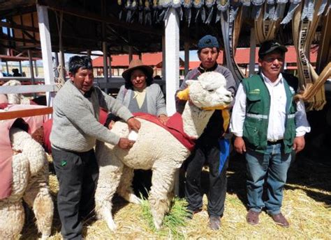 Alpaca Fiesta 2018 Proyecta 5000 Asistentes Del Perú Y De Otros 19