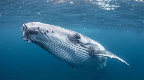 Whale Fish Size And Weight Marine Mammal Whale Facts