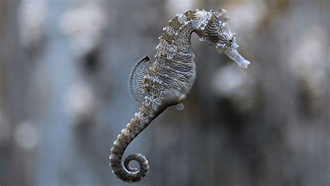 How Do Male Seahorses Give Birth Study Unlocks Genetic Key To Male