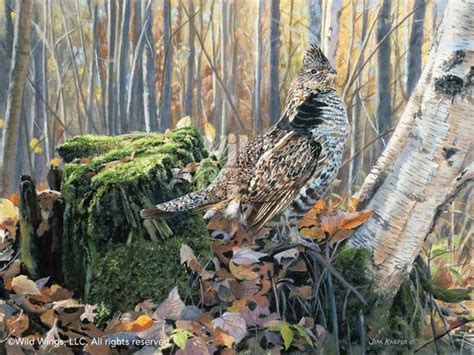 jim kasper hand signed and numbered limited edition print brief pose ruffed grouse wild