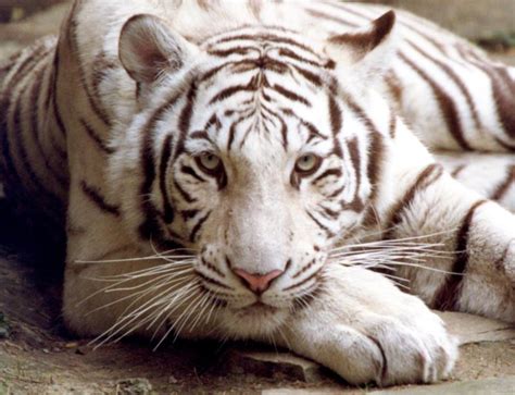 Всю жизнь нищему индийскому парню балраму внушали, что высочайшая честь для него быть слугой. Animal Picture: Bengal tiger - white