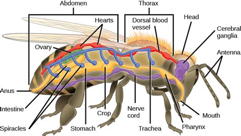 Exoskeleton Insects Diagram