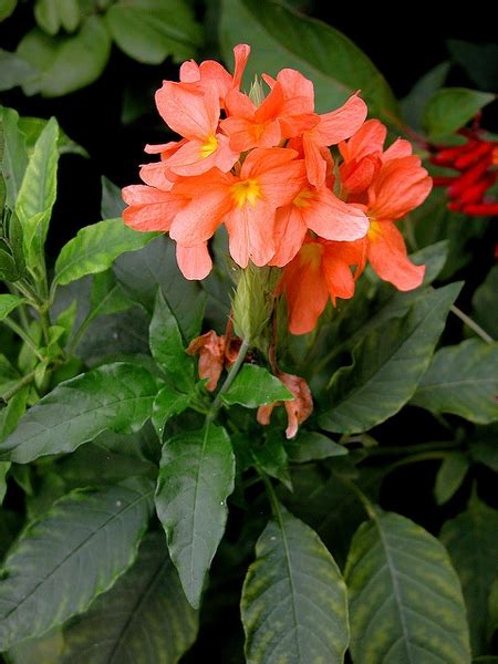 Crossandra Infundibuliformis Firecracker Flower North Carolina