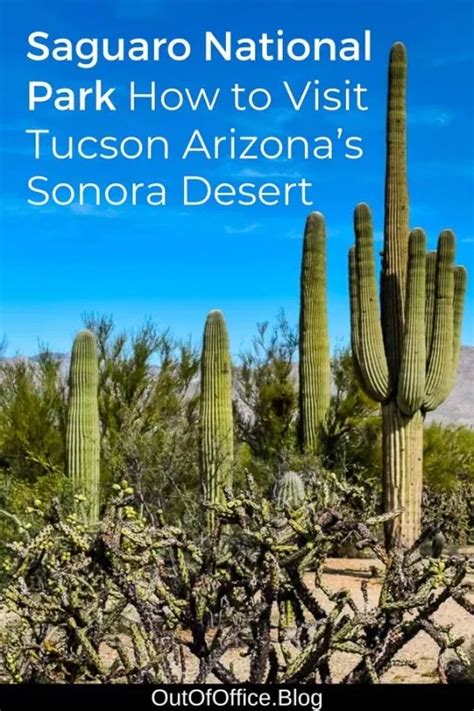 Saguaro National Park Star Of Tucson And Arizonas Sonora Desert