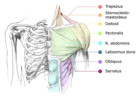 Muscles Of The Chest And Shoulder
