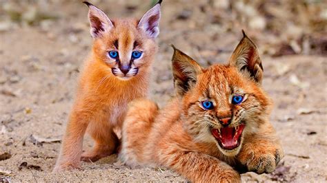 11 Rarest Cat Breeds In The World Youtube