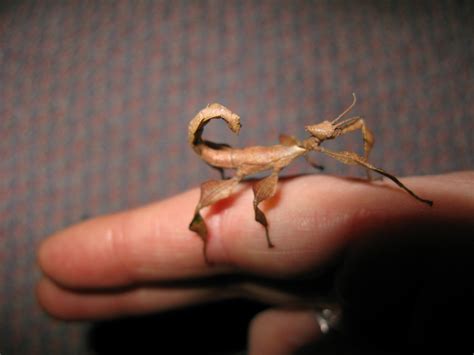 Leaf And Stick Insects Order Phasmatodea The Australian Museum