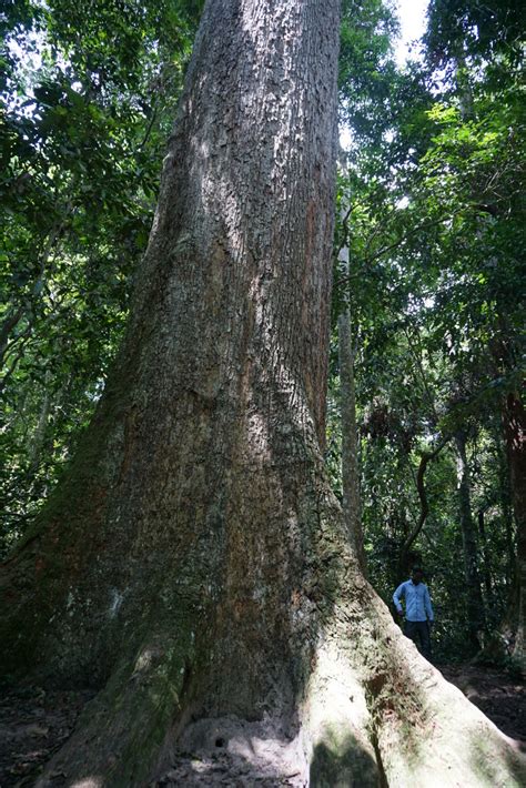 The Biggest Tree In Ghana And Biggest Tree In West Africa Mr Pocu Blog