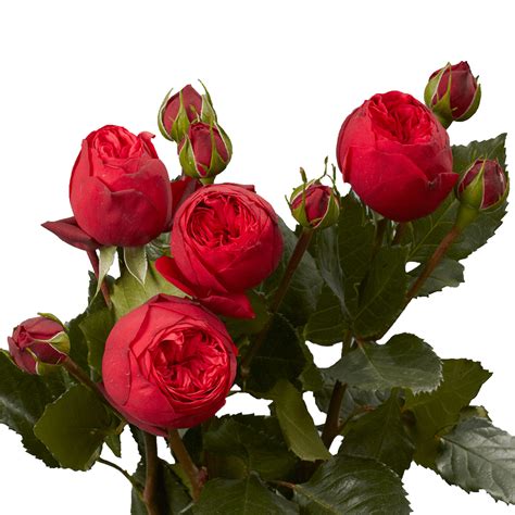Vibrant Red Garden Roses Globalrose