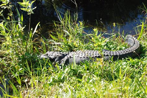 Shark Valley Everglades National Park All You Need To Know Before