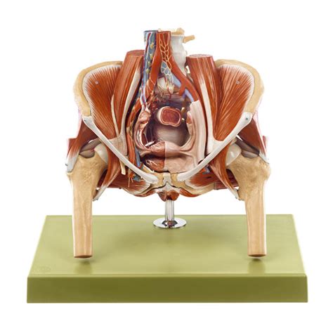 Medical Anatomical Female Pelvis Model Of Female Pelvis And Pelvic The Best Porn Website